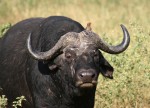 1 tonne average mass African Water Buffalo Bev Dunbar Maths Matters