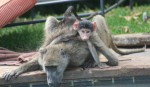 15 kg African Olive Baboon and baby Bev Dunbar Maths Matters