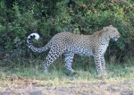 150 cm long African Leopard with 1 m long tail Bev Dunbar Maths Matters