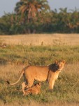 175 cm long (plus tail) African Lion and cub Bev Dunbar Maths Matters