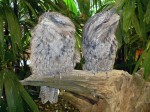 2 Tawny Frogmouth Owls Bev Dunbar Maths Matters