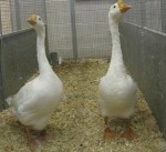 2 geese for $3300 at the Show Bev Dunbar Maths Matters