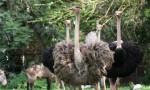 2.2 m high Ostrich Bev Dunbar Maths Matters