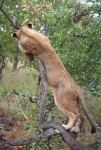 2.2 m long Stretching African lion Bev Dunbar Maths Matters