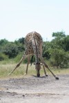 2.5 m long African Giraffe Legs Bev Dunbar Maths Matters