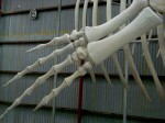 2.6 m long Pygmy Blue Whale Flipper skeleton Albany WA Bev Dunbar Maths Matters