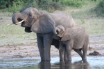 200 kg Baby African Elephant Bev Dunbar Maths Matters