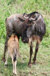 220 kg African Wildebeest & calf Bev Dunbar Maths Matters