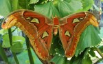 25 cm wingspan Giant Atlas Moth Bali Bev Dunbar Maths Matters