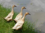 3 Ducks Bali Bev Dunbar Maths Matters