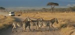 3 Zebras walk right Bev Dunbar Maths Matters