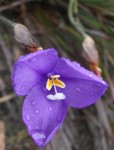 3 petal Purple Flower - Bev Dunbar Maths Matters