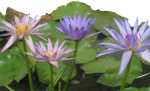 4 Waterlilies Cambodia Bev Dunbar Maths Matters