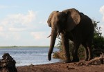 4 m high African Elephant Bev Dunbar Maths Matters