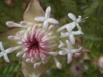 4 petal flowers WA - Bev Dunbar Maths Matters