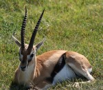40 cm Length of African Springboks horns Bev Dunbar Maths Matters