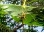 5 cm long body Golden Silk Orb Weaver Spider Vanuatu Bev Dunbar Maths Matters