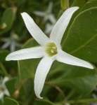 5 petal White Flower WA - Bev Dunbar Maths Matters