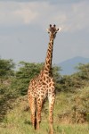 5.5 m tall African Giraffe Bev Dunbar Maths Matters
