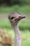50 mm brown-eye on Ostrich Bev Dunbar Maths Matters