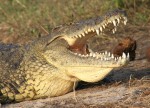 500 kg average mass Nile Crocodile Bev Dunbar Maths Matters