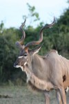 65 cm Length of African Eland Horns Bev Dunbar Maths Matters