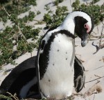 65 cm tall African Penguin Bev Dunbar Maths Matters