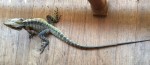 85 cm long water dragon Morpeth Bev Dunbar Maths Matters