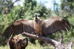 9.29 kg average mass Sth African Vulture Bev Dunbar Maths Matters