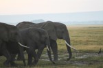 African Elephants live up to 70 years Bev Dunbar Maths Matters