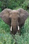Area of African Elephants Ears Bev Dunbar Maths Matters