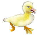 Farm animal - Duckling John Duffield duffield-design