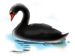 Black Swan - John Duffield duffield-design