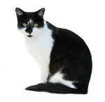 Black-and-White-Cat-Bev-Dubar-Maths-Matters-Resources