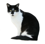 Black-and-White-Cat-Bev-Dunbar-Maths-Matters-Resources