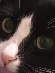 Black cat closeup Bev Dunbar Maths Matters