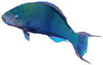 Blue Parrot Fish Bev Dunbar Maths Matters