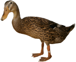 Brown duck - farm animals - Bev Dunbar Maths Matters