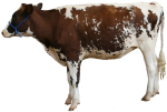 Brown white cow - farm animals - Bev Dunbar Maths Matters