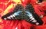 Butterfly Symmetry Singapore Bev Dunbar Maths Matters