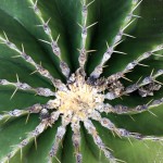 Cactus - look down view - Bev Dunbar Maths Matters