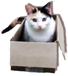 Cat in a Box Bev Dunbar Maths Matters