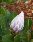 Conical Protea Flower Bev Dunbar Maths Matters