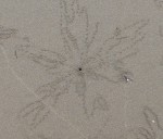 Crab Sand Pattern Bev Dunbar Maths Matters