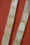 Cylindrical Bamboo Vanuatu Bev Dunbar Maths Matters