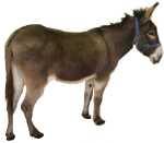 Donkey - farm animal - Bev Dunbar Maths Matters