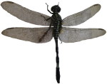 Dragonfly Symmetry Bev Dunbar Maths Matters