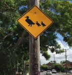 Ducks crossing road sign Bev Dunbar Maths Matters