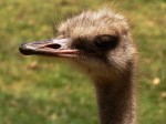 Emu - Australian bird Bev Dunbar Maths Matters
