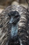 Emu closeup Bev Dunbar Maths Matters